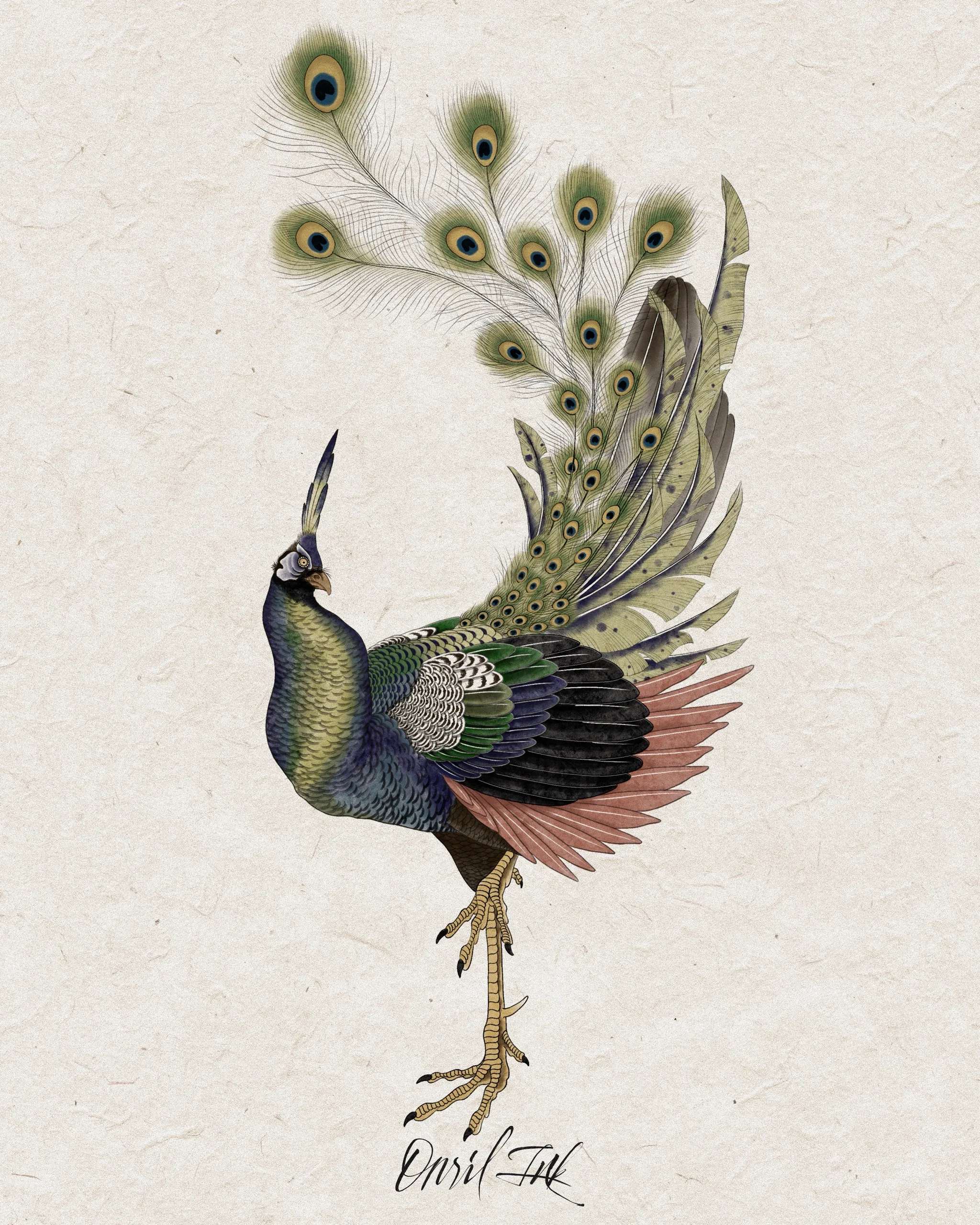 Peacock