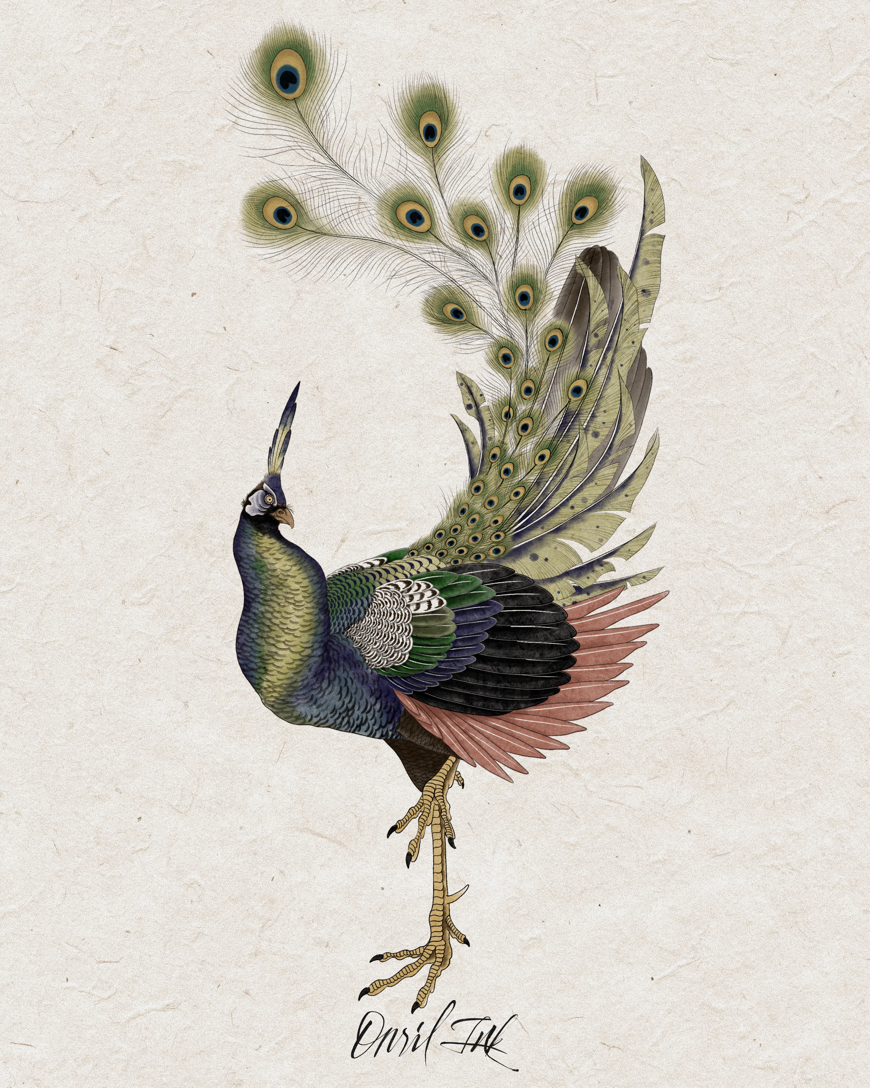 Peacock