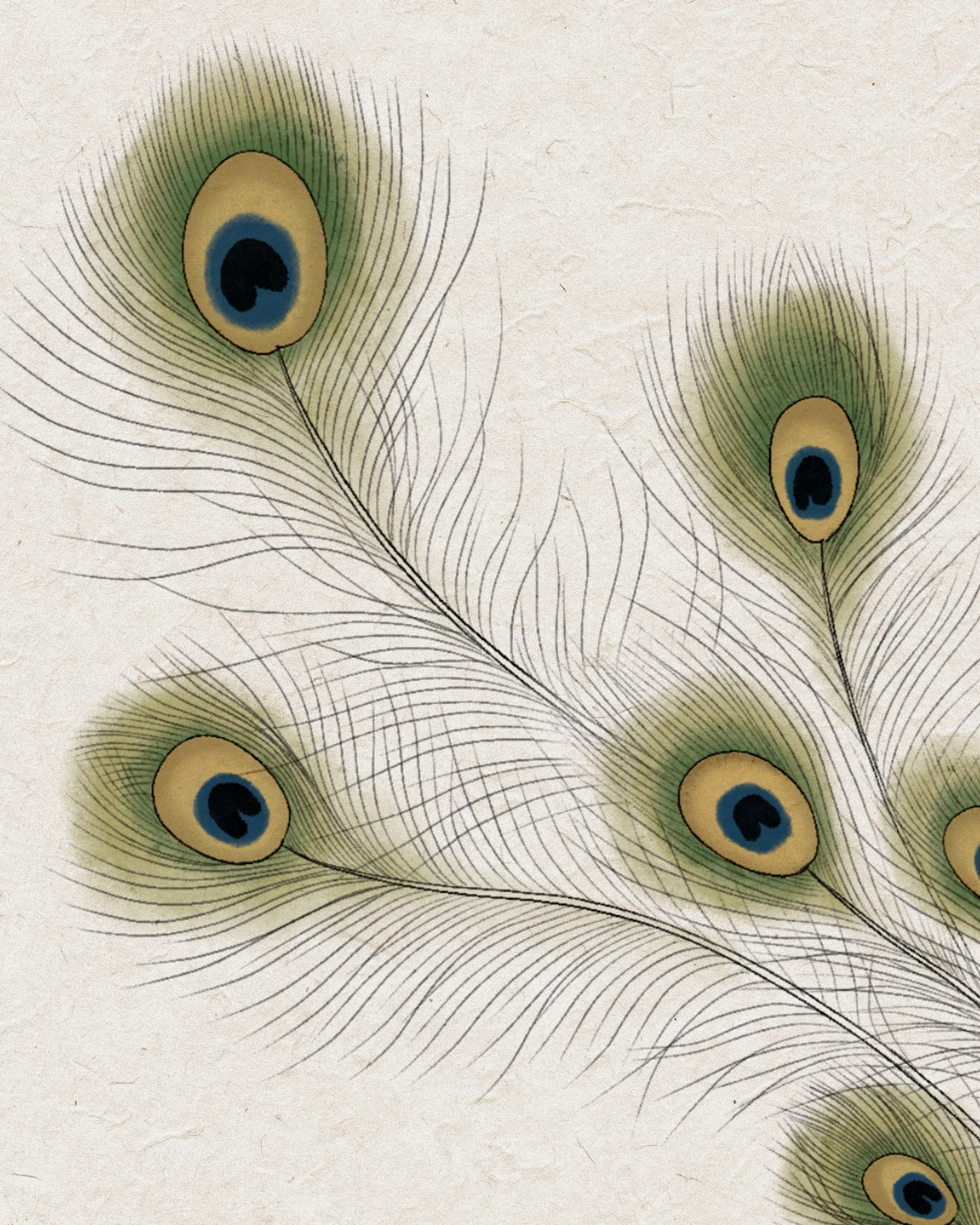 Peacock — Peacock tattoo detail