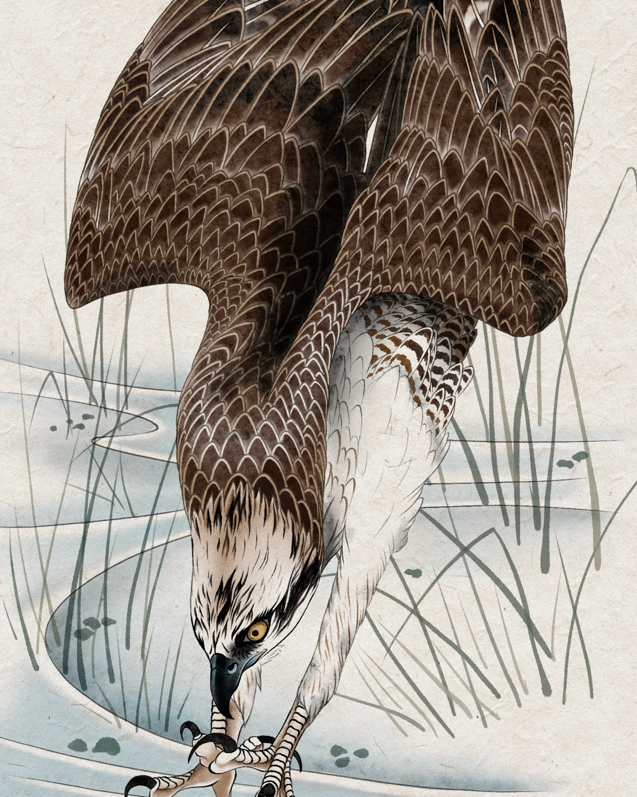 Osprey — Osprey tattoo detail